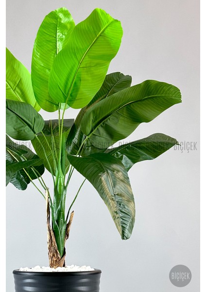 Muz Ağacı Tek Gövde 125-150 cm