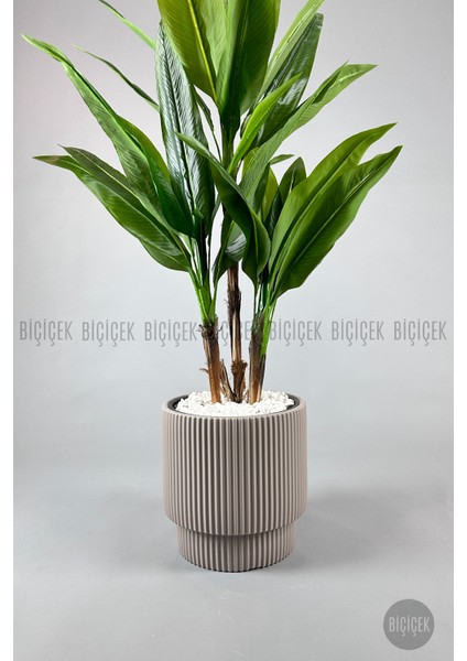 Starliçe Ağacı 150-175 cm Vega Saksıda modelleri