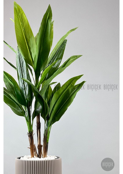 Starliçe Ağacı 150-175 cm Vega Saksıda fırsatları