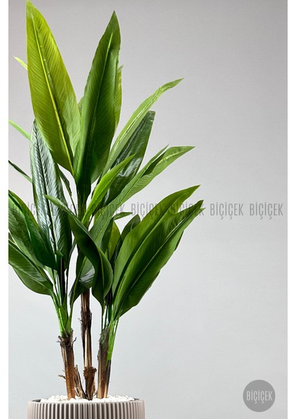 Starliçe Ağacı 150-175 cm Vega Saksıda indirimleri