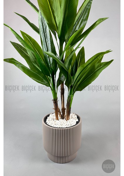 Starliçe Ağacı 150-175 cm Vega Saksıda