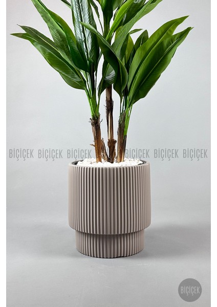 Starliçe Ağacı 150-175 cm Vega Saksıda