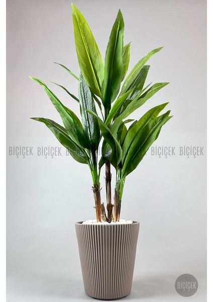 Starliçe Ağacı 150 cm Luna Saksıda