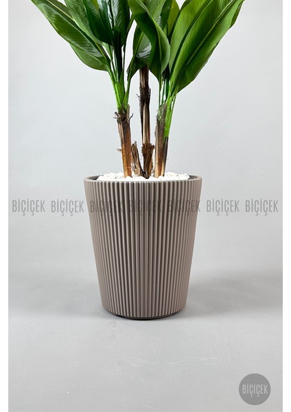 Starliçe Ağacı 150 cm Luna Saksıda fiyatları