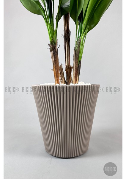 Starliçe Ağacı 150 cm Luna Saksıda modelleri