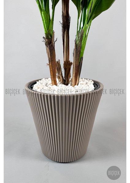 Starliçe Ağacı 150 cm Luna Saksıda indirimleri