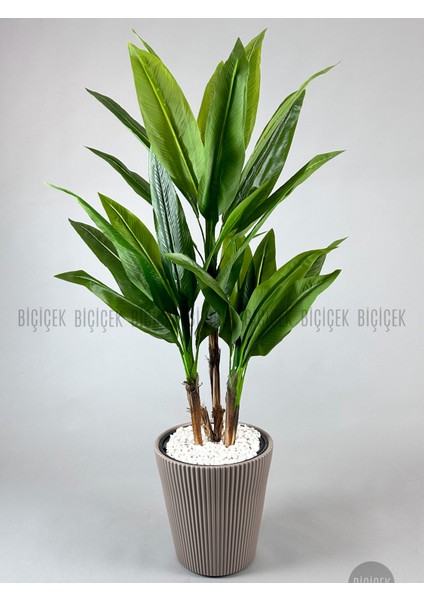 Starliçe Ağacı 150 cm Luna Saksıda