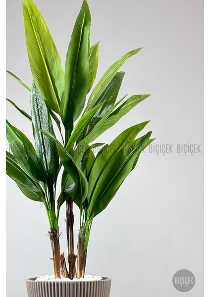 Starliçe Ağacı 150 cm Luna Saksıda