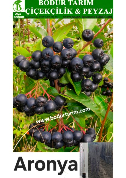 Bulancak 2 Yaşında Tam Bodur Doku Kültür Tüplü,topraklı Aronia Meyve Fidanı
