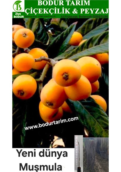 Bulancak 2 Yaşında Yarı Bodur Doku Kültür Tüplü Topraklı Yeni Dünya Muşmuğla Meyve Fidanı