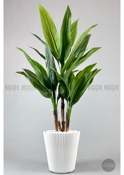 Starliçe Ağacı 150 cm Luna Saksıda