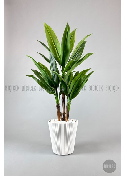 Starliçe Ağacı 150 cm Luna Saksıda fiyatları