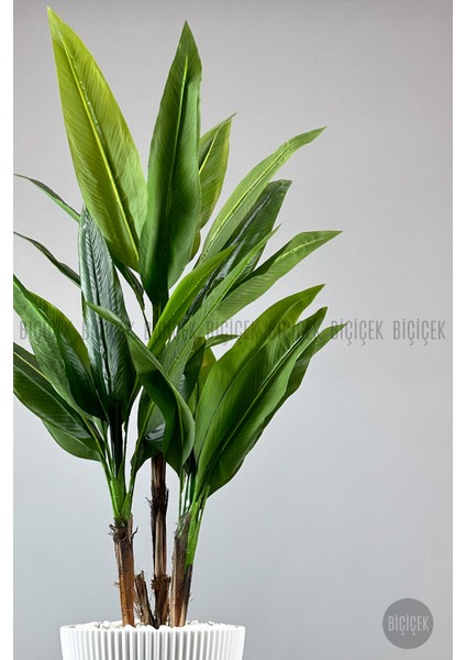 Starliçe Ağacı 150 cm Luna Saksıda fırsatları