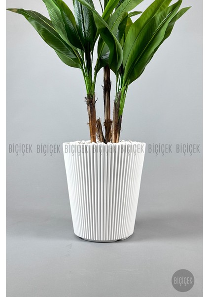 Starliçe Ağacı 150 cm Luna Saksıda indirimleri