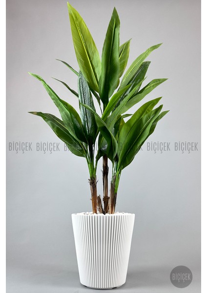 Starliçe Ağacı 150 cm Luna Saksıda