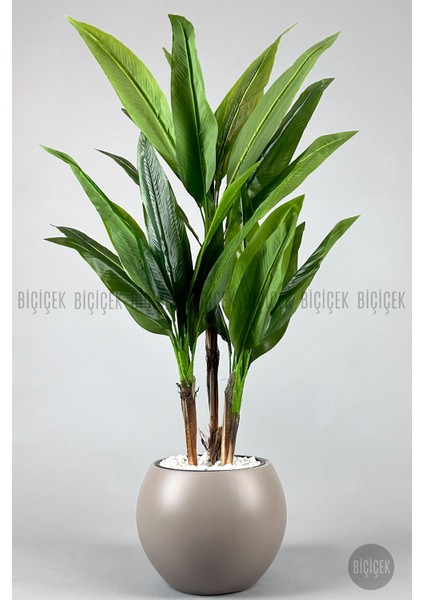 Starliçe Ağacı 150 cm Küre Saksıda