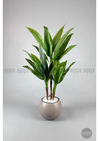 Starliçe Ağacı 150 cm Küre Saksıda fiyatları