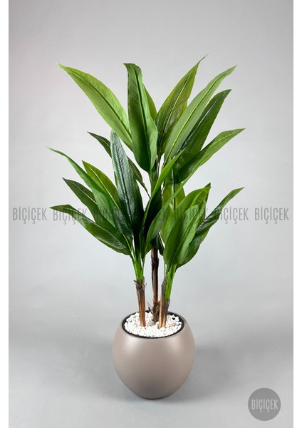 Starliçe Ağacı 150 cm Küre Saksıda modelleri