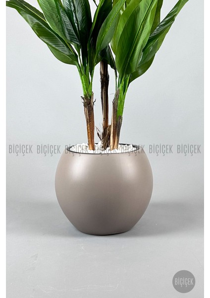 Starliçe Ağacı 150 cm Küre Saksıda fırsatları