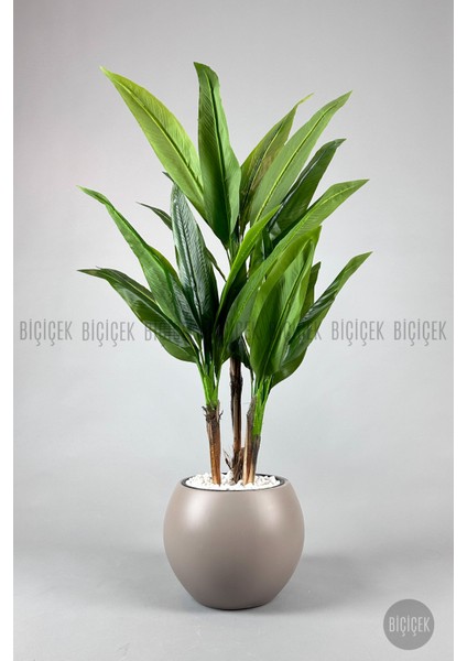 Starliçe Ağacı 150 cm Küre Saksıda indirimleri