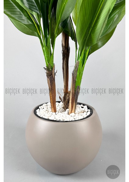 Starliçe Ağacı 150 cm Küre Saksıda