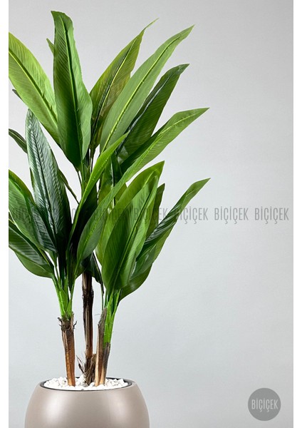 Starliçe Ağacı 150 cm Küre Saksıda