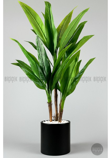 Starliçe Ağacı 150-175 cm Metak Saksıda