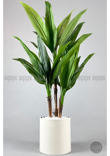 Starliçe Ağacı 150-175 cm Metak Saksıda