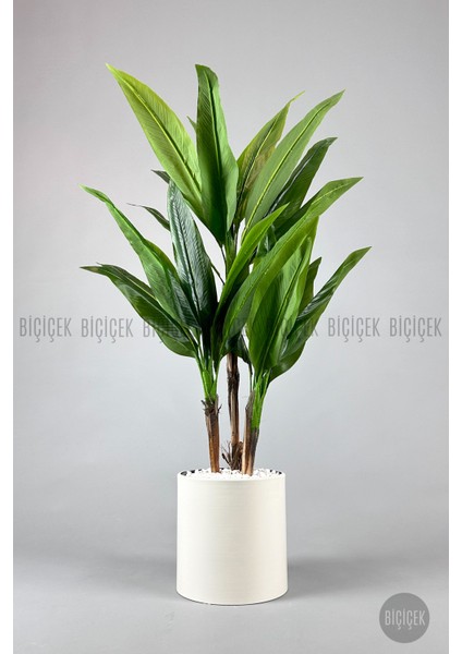 Starliçe Ağacı 150-175 cm Metak Saksıda modelleri