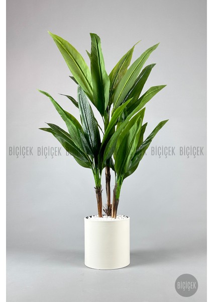 Starliçe Ağacı 150-175 cm Metak Saksıda fırsatları