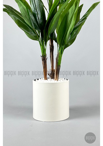 Starliçe Ağacı 150-175 cm Metak Saksıda indirimleri