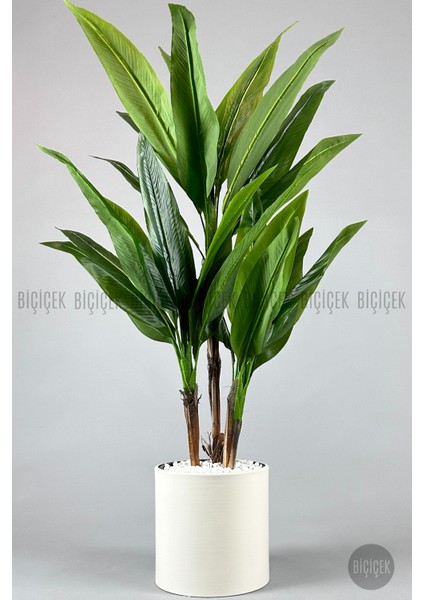 Starliçe Ağacı 150-175 cm Metak Saksıda