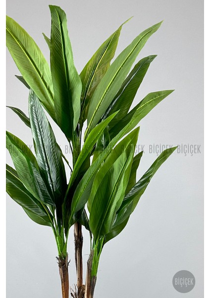 Starliçe Ağacı 150-175 cm Metak Saksıda