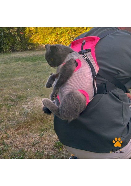 Kedi Köpek Ana Kucağı