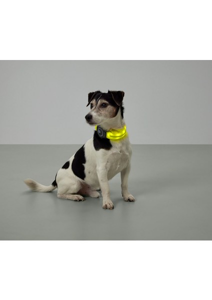 Led’li Köpek Tasması fırsatları