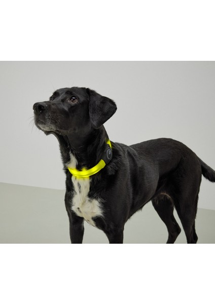 Led’li Köpek Tasması indirimleri