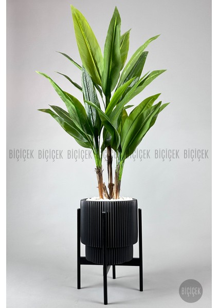 Starliçe Ağacı 150-175 cm Vega Saksıda