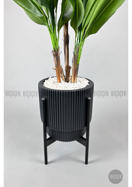 Starliçe Ağacı 150-175 cm Vega Saksıda fiyatları