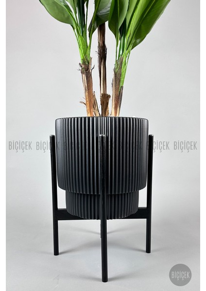 Starliçe Ağacı 150-175 cm Vega Saksıda modelleri