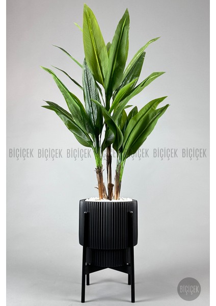 Starliçe Ağacı 150-175 cm Vega Saksıda fırsatları