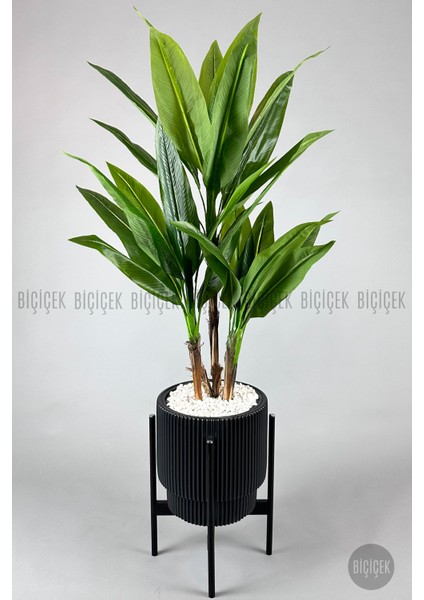 Starliçe Ağacı 150-175 cm Vega Saksıda indirimleri