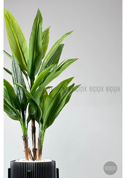 Starliçe Ağacı 150-175 cm Vega Saksıda