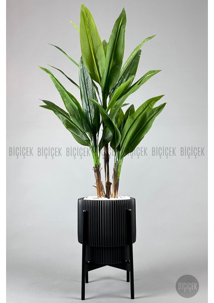 Starliçe Ağacı 150-175 cm Vega Saksıda