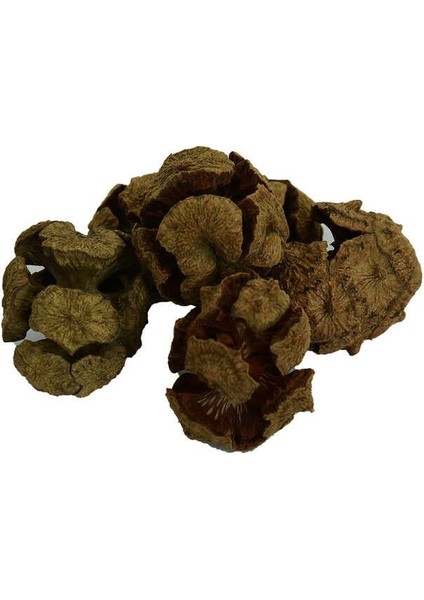 Selvi Kozalağı Doğal 100 gr Paket