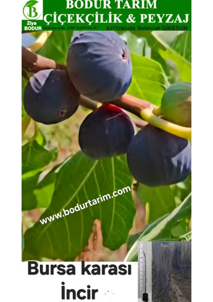Bulancak 2 Yaşında Yarı Bodur Doku Kültürü Topraklı Tüplü Bursa Karası Incir Meyve Fidanı