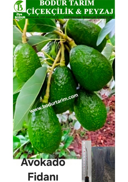 Bulancak 2 Yaşında Yarı Bodur Doku Kültür Tüplü Topraklı Avokado Meyve Fidanı