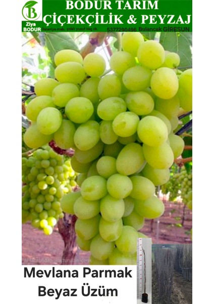 Bulancak 2 Yaşında Doku Kültürü Sarmaşık Tüplü Topraklı Mevlana Parmak Üzüm Meyve Fidanı