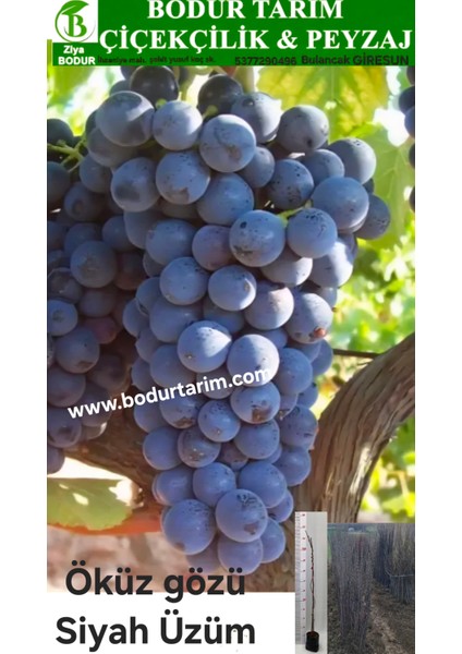 Bulancak 2 Yaşında Sarmaşık Doku Kültürü Tüplü Topraklı Öküzgözü Üzüm Meyve Fidanı