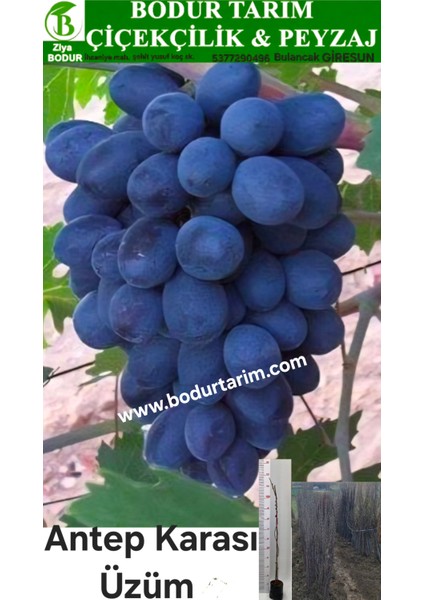 Bulancak 2 Yaşında Doku Kültürü Sarmaşık Tüplü Topraklı Antep Karası Üzüm Meyve Fidanı