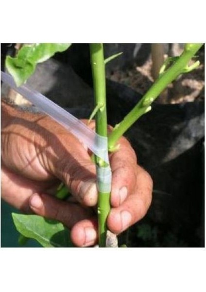 Aşı Bandı Kutulu 3 Adet modelleri